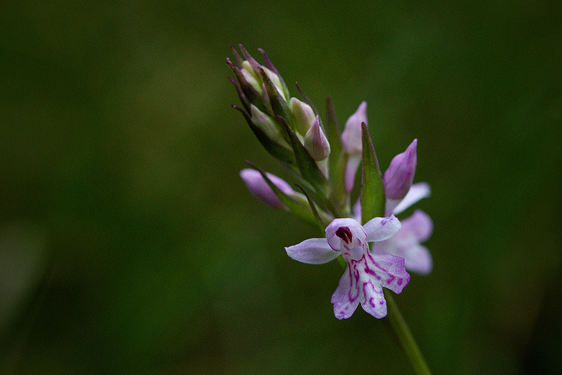 Prstnatec Fuchsův - Dactylorhiza fuchsii C4 (1)