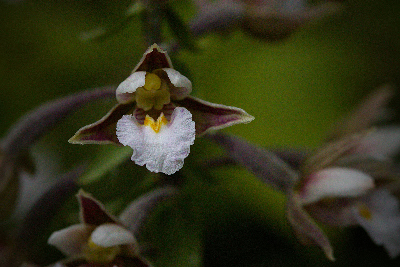 Kruštík bahenní - Epipactis palustris C2 (1)