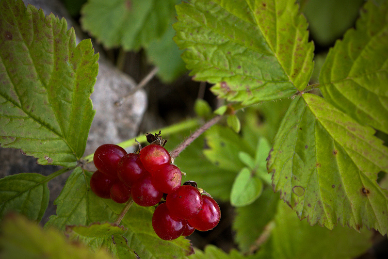 Ostružiník skalní - Rubus saxatilis C3 (1)