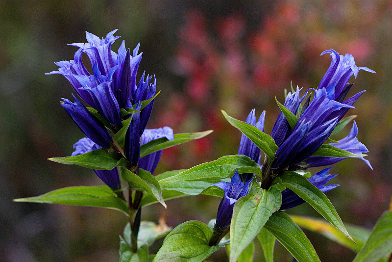 Hořec tolitovitý - Gentiana asclepiadea C3 (2)