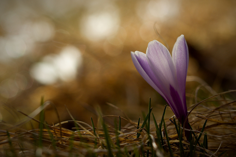 Šafrán bělokvětý - Crocus vernus C2 (07)