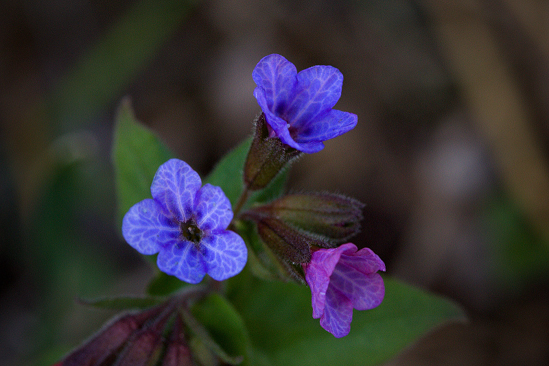 Plicník tmavý - Pulmonaria obscura (1)