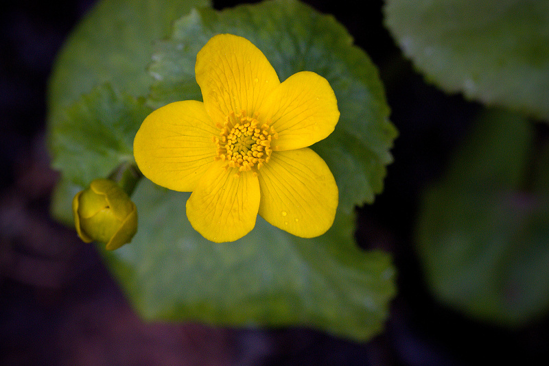 Blatouch bahenní - Caltha palustris (1)