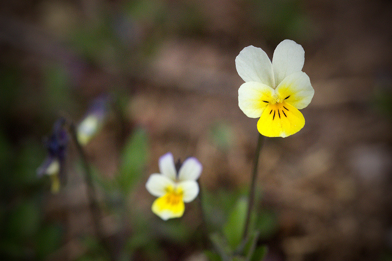 Violka rolní - Viola arvensis (1)