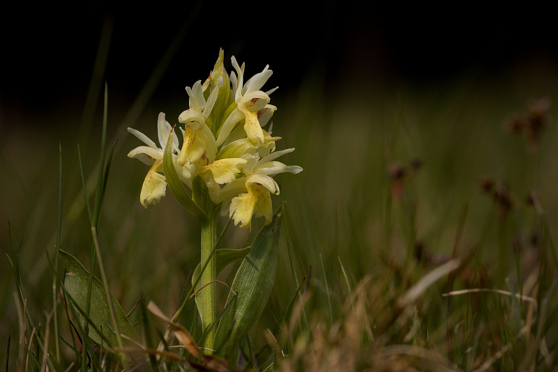 Prstnatec bezový - Dactylorhiza sambucina C2 (05)