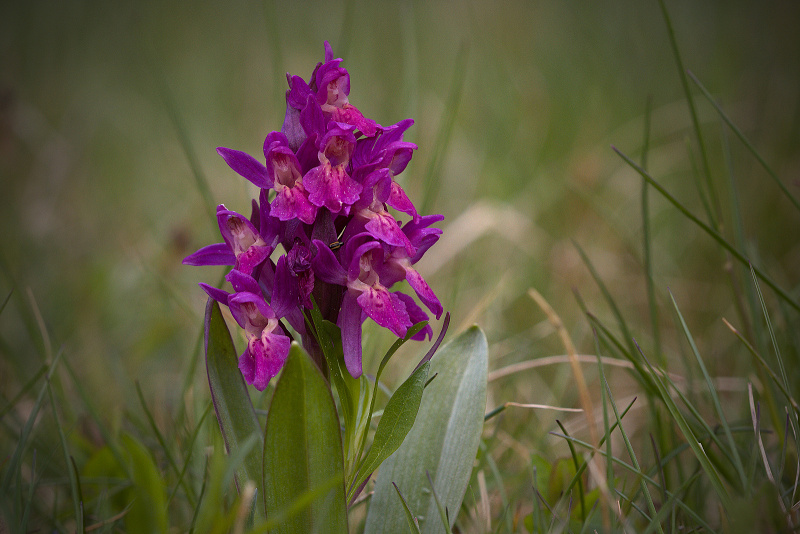 Prstnatec bezový - Dactylorhiza sambucina C2 (06)