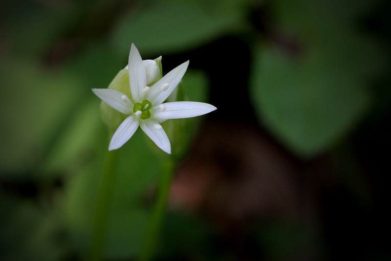 Česnek medvědí - Allium ursinum C4 (2)