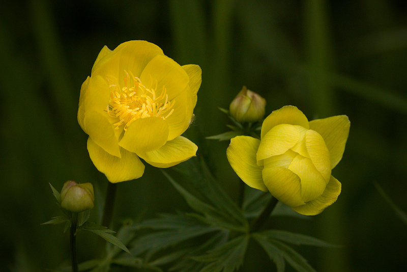 Upolín nejvyšší - Trollius altissimus C3 (2)