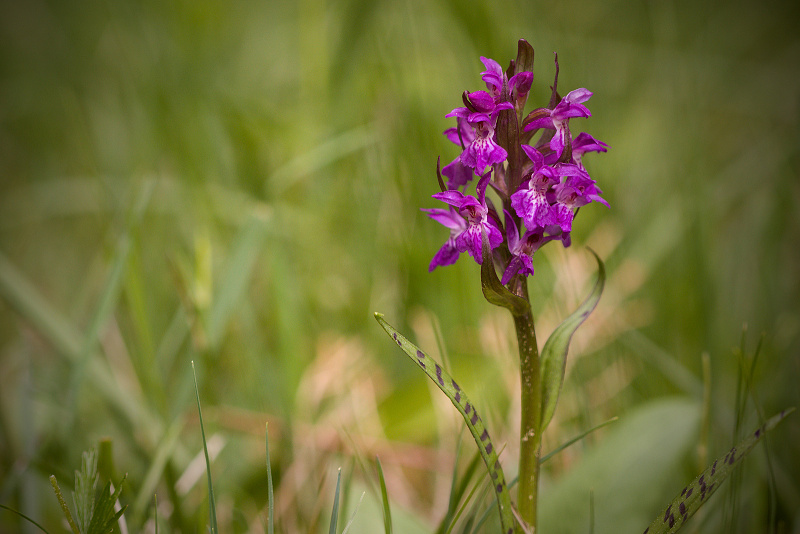 Prstnatec májový - Dactylorhiza majalis C3 (2)