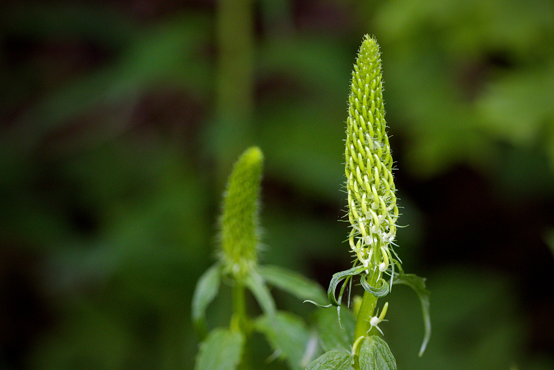 Zvonečník klasnatý - Phyteuma spicatum (1)