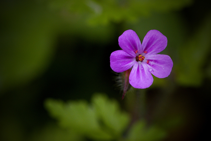 Kakost smrdutý - Geranium robertianum (2)