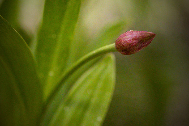 Česnek hadí - Allium victorialis C2 (1)