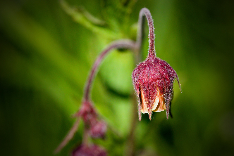 Kuklík potoční - Geum rivale (1)