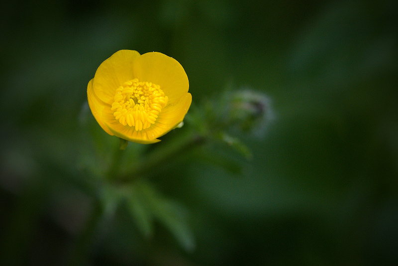 Pryskyřník hlíznatý - Ranunculus bulbosus (1)