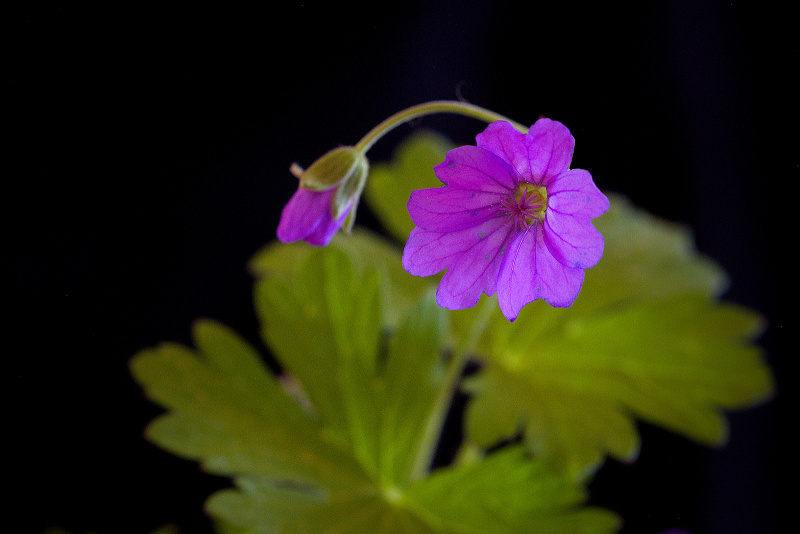 Kakost pyrenejský - Geranium pyrenaicum (1)