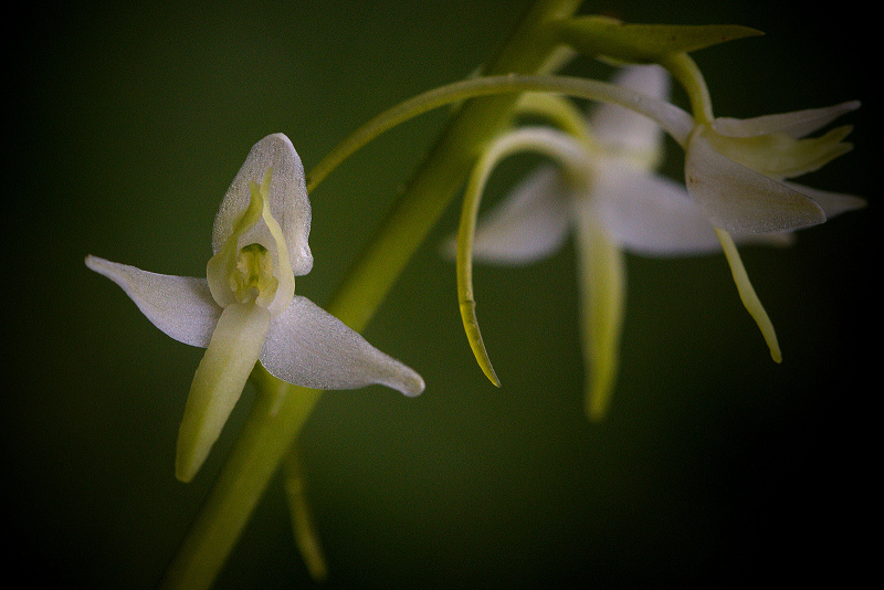 Vemeník dvoulistý - Platanthera bifolia C3 (2)