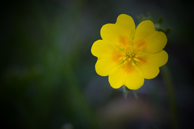 Mochna zlatá - Potentilla aurea C3 (2)