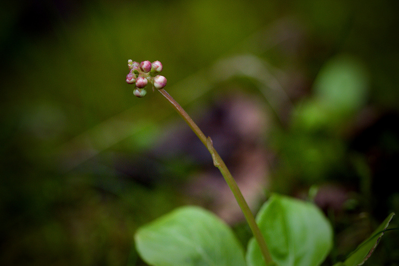 Hruštička menší - Pyrola minor C3 (1)