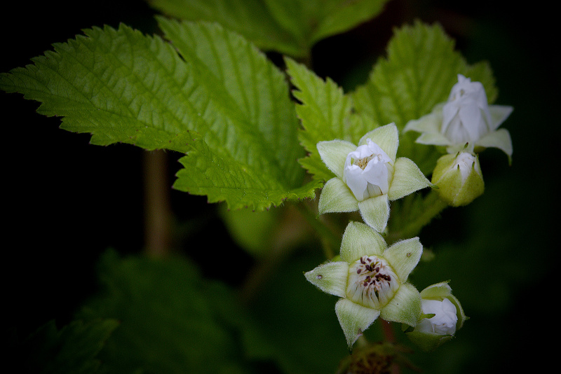 Ostružiník skalní - Rubus saxatilis C3 (3)