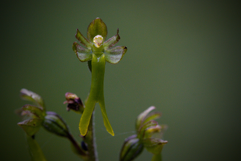 Bradáček vejčitý - Listera ovata C4 (2)