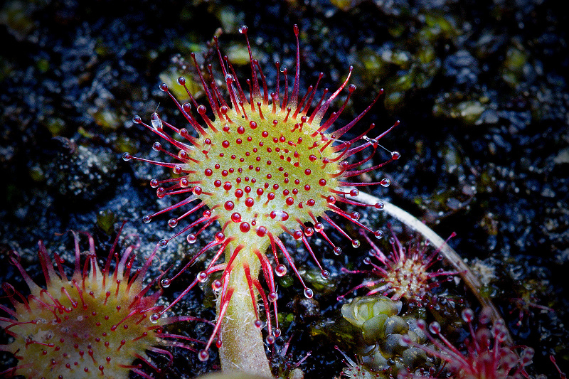 Rosnatka okrouhlolistá - Drosera rotundifolia C3 (2)