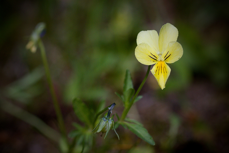 Violka žlutá sudetská - Viola lutea subsp. sudetica C2 (2)