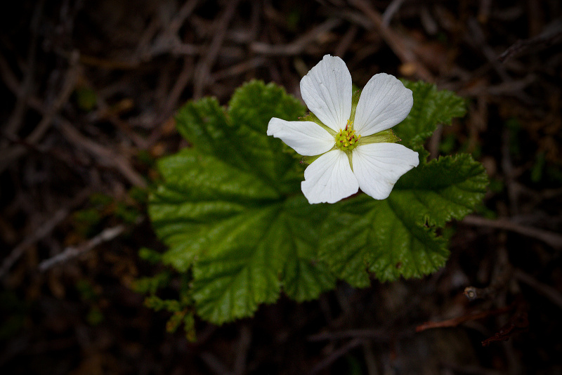 Ostružiník moruška - Rubus chamaemorus C1 (1)