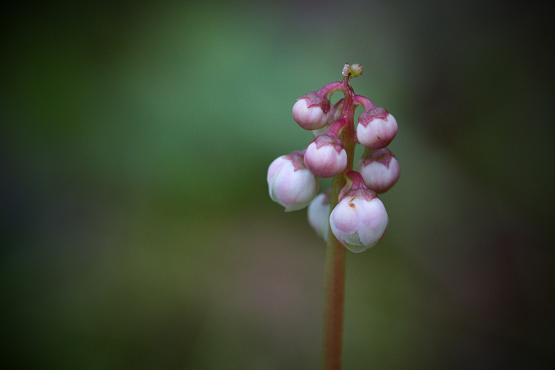 Hruštička menší - Pyrola minor C3 (2)