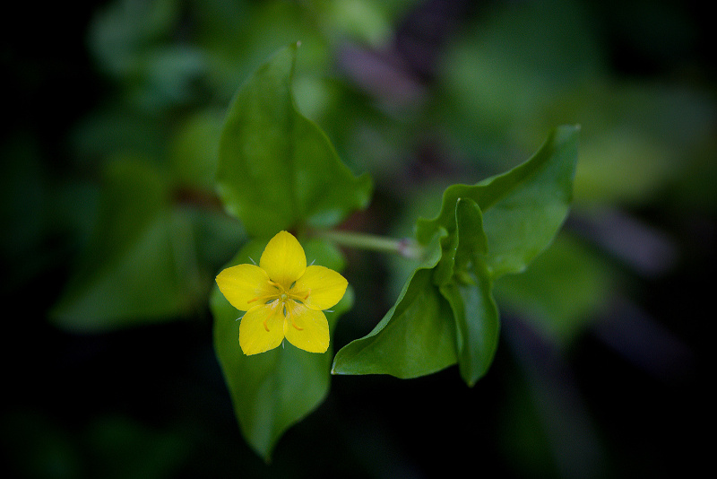 Vrbina hajní - Lysimachia nemorum (1)