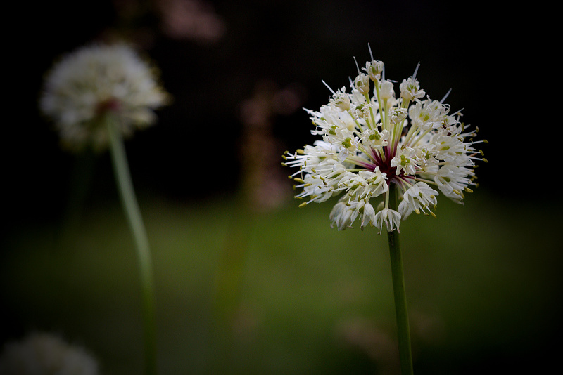 Česnek hadí - Allium victorialis C2 (2)