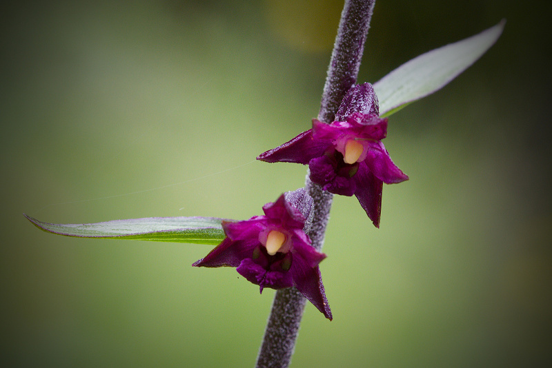 Kruštík tmavočervený - Epipactis atrorubens C3 (1)