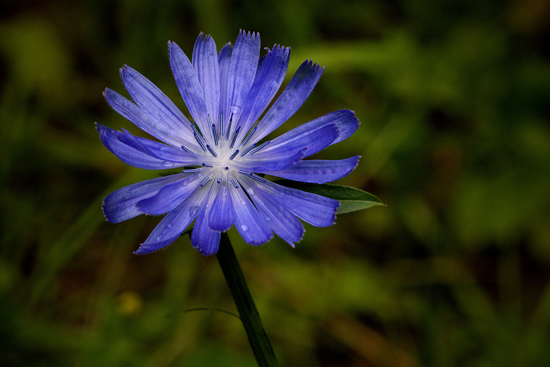 Čekanka obecná - Cichorium intybus (1)