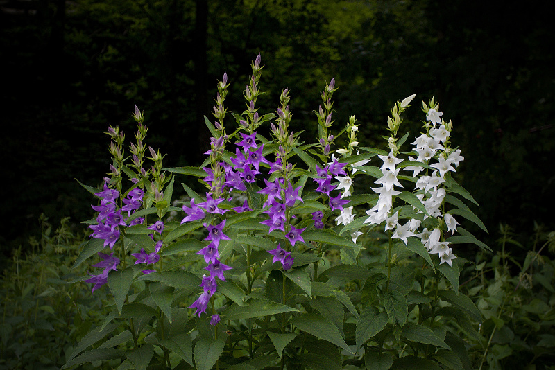 Zvonek širokolistý - Campanula latifolia C3 (1)