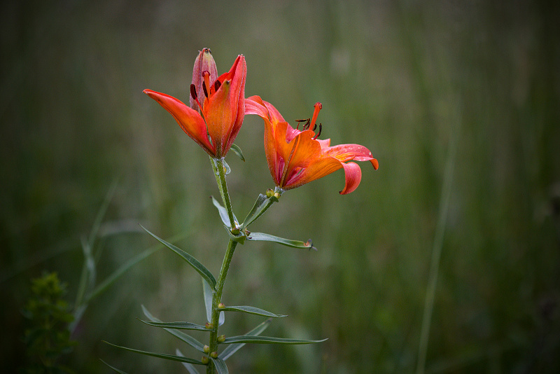 Lilie cibulkonosná - Lilium bulbiferum C2 (2)