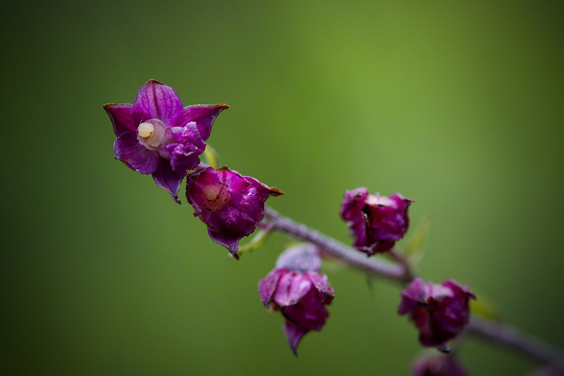 Kruštík tmavočervený - Epipactis atrorubens C3 (2)