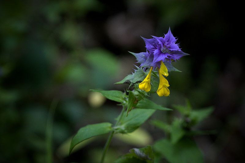 Černýš hajní - Melampyrum nemorosum (1)