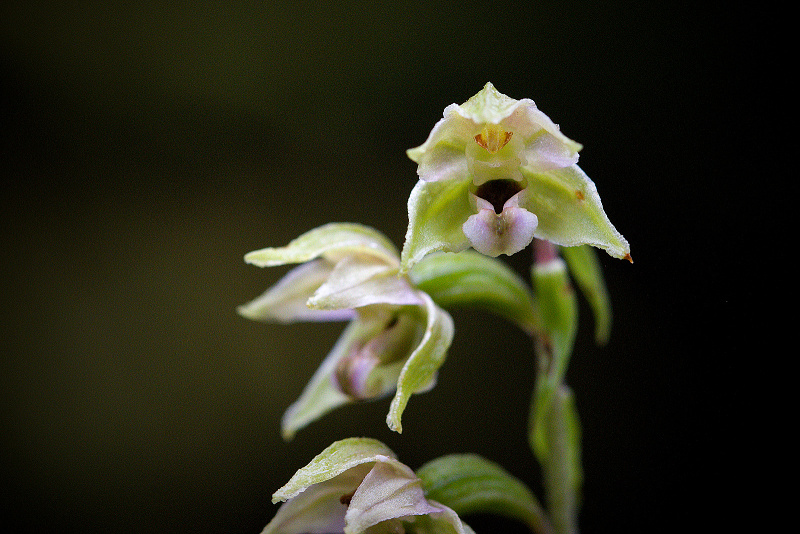 Kruštík širolistý - Epipactis helleborine C4 (2)