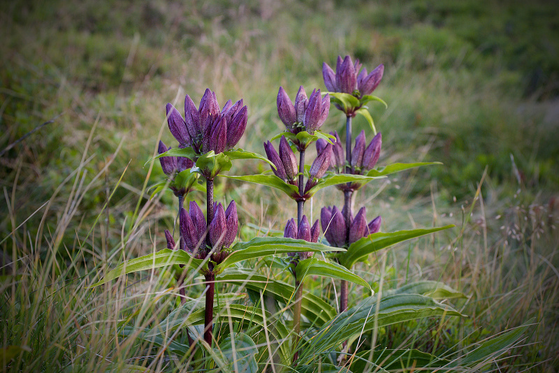 Hořec panonský - Gentiana pannonica C2 (1)