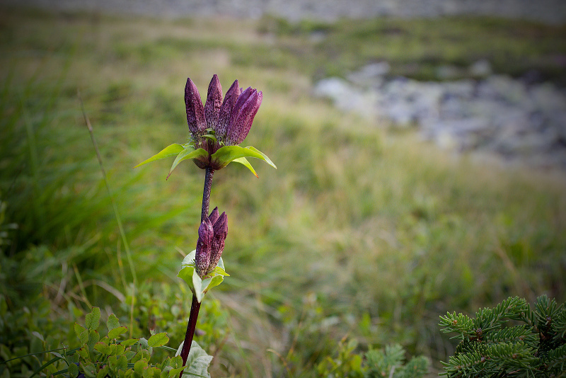 Hořec panonský - Gentiana pannonica C2 (2)