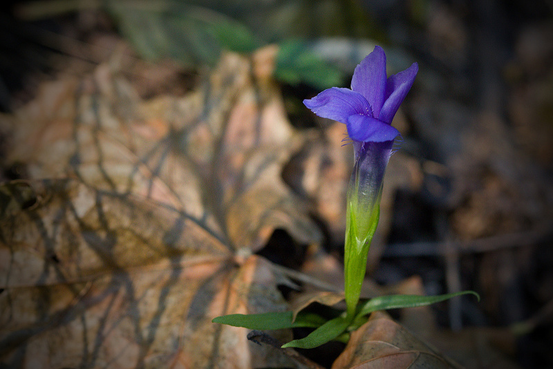 Hořec brvitý - Gentianopsis ciliata C3 (2)