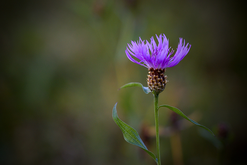 Chrpa luční - Centaurea jacea (1)