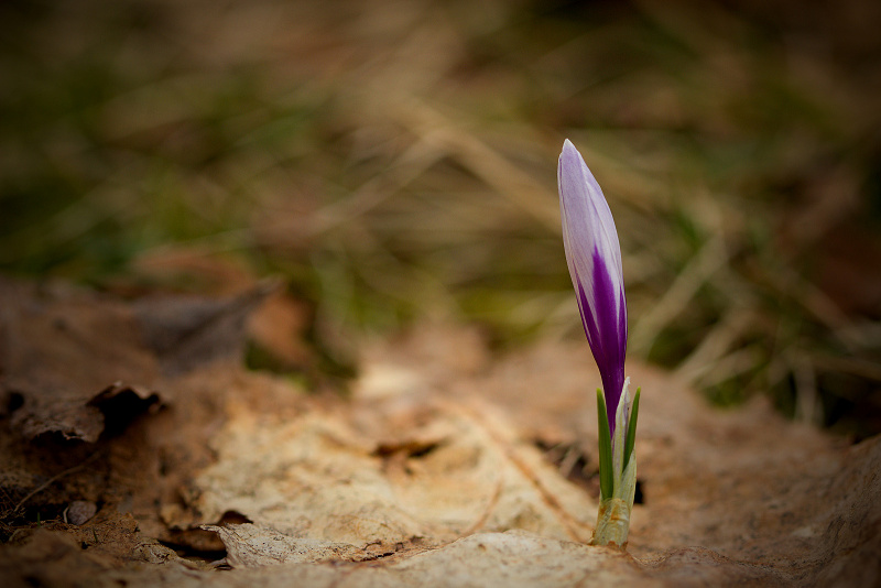 Šafrán bělokvětý - Crocus vernus C2 (08)