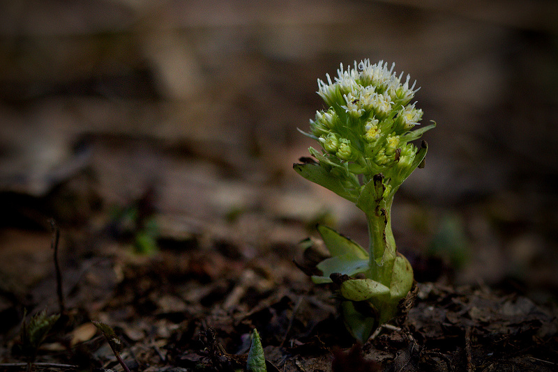 Devětsil bílý - Petasites albus (1)