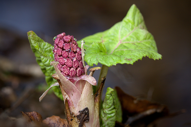 Devětsil lékařský - Petasites hybridus (1)