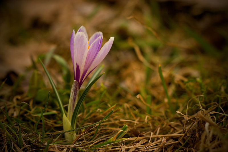 Šafrán bělokvětý - Crocus vernus C2 (10)