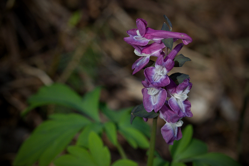 Dymnivka dutá - Corydalis cava (1)