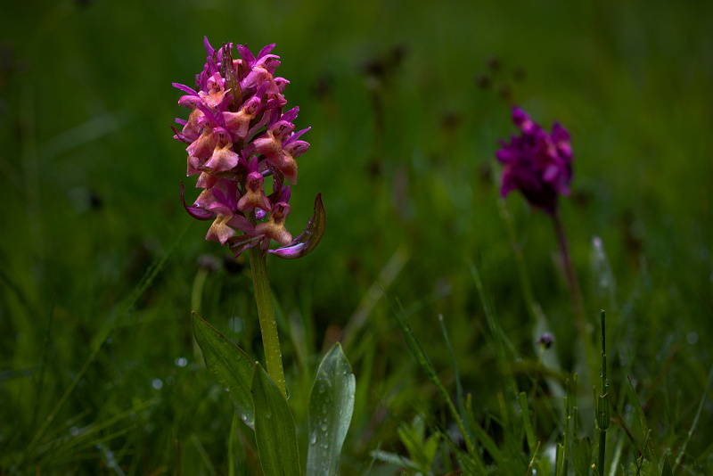 Prstnatec bezový - Dactylorhiza sambucina C2 (08)