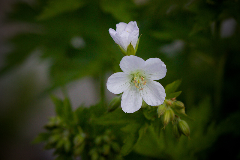 Kakost lesní - Geranium sylvaticum (6)