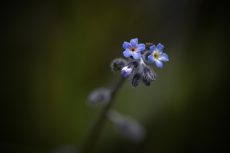 Pomněnka rolní - Myosotis arvensis (1)