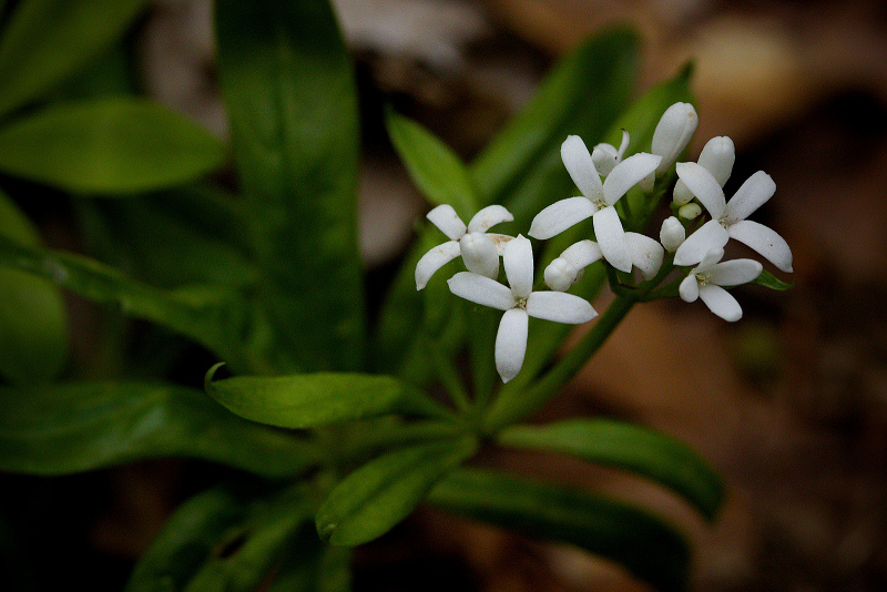 Svízel vonný - Galium odoratum (2)